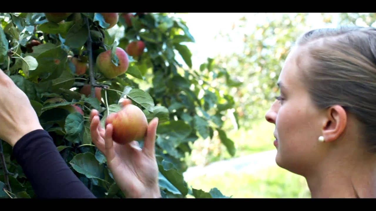 Eksempelbillede af video