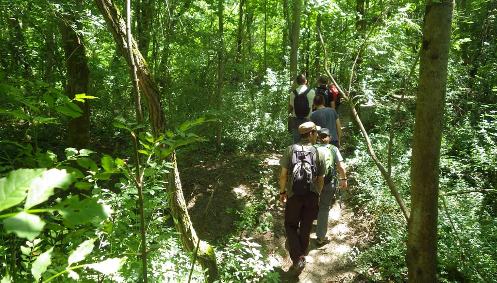 Visite terrain - Forêt Réserve Naturelle Nationale de lîle de la Platière