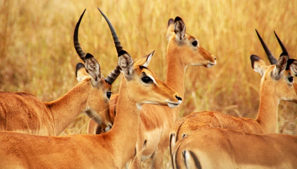 Safaris