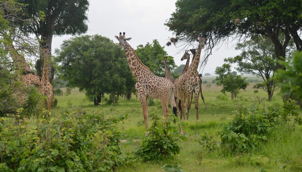 Safaris
