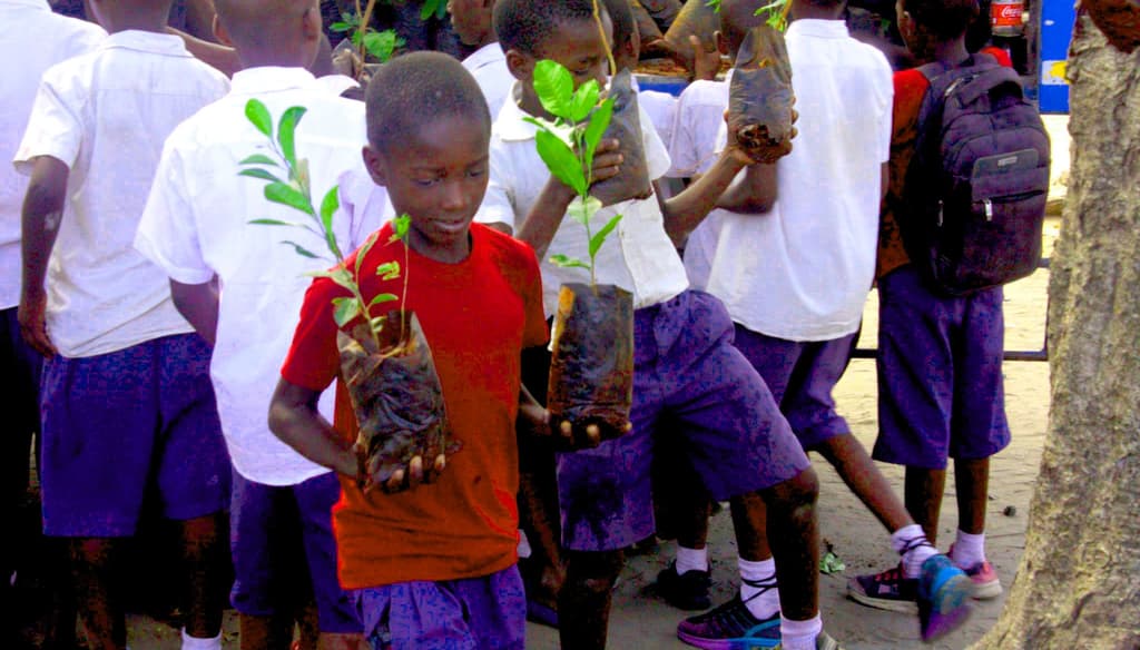 Tree planting