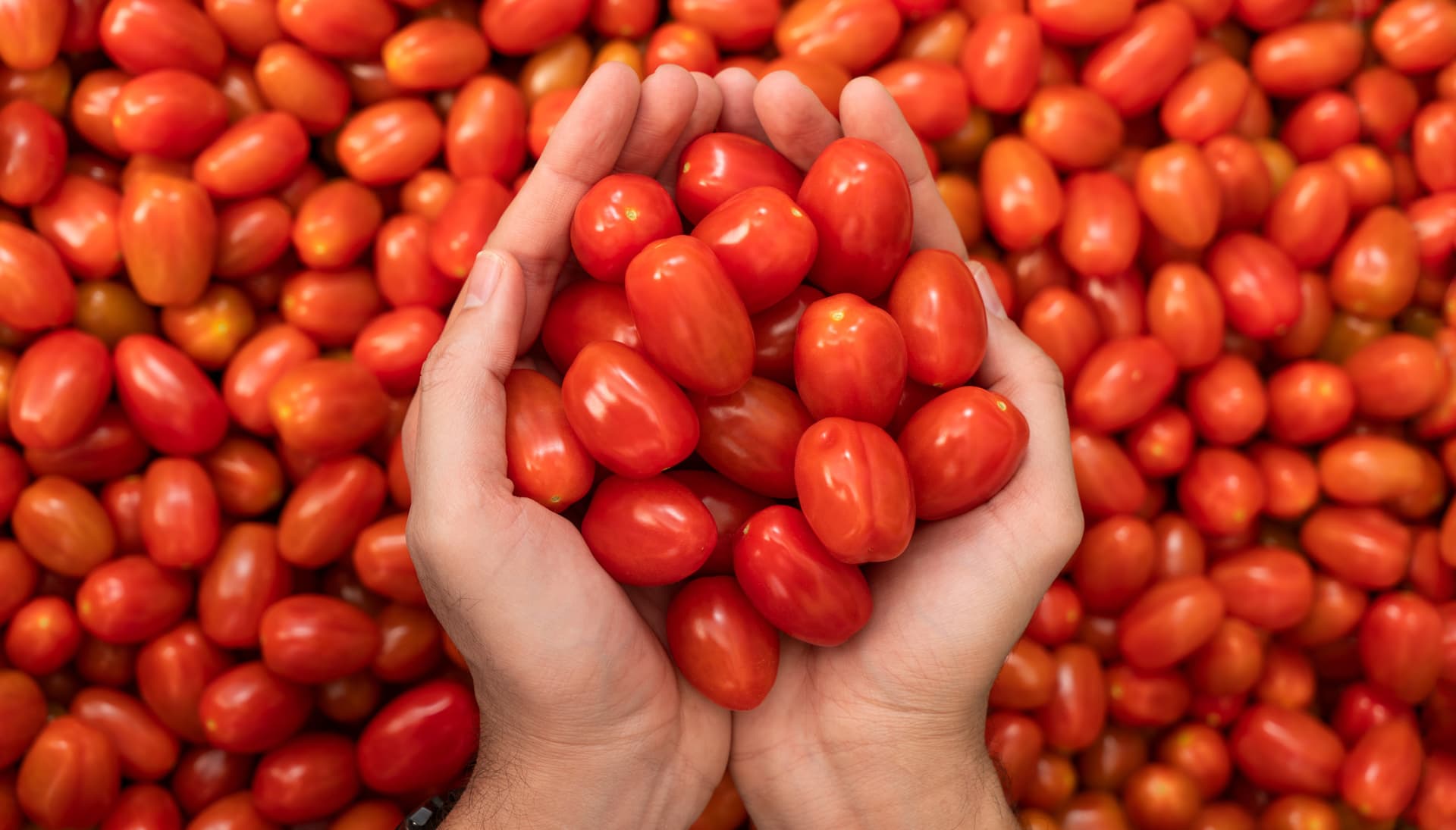 Tomates cerises allongées