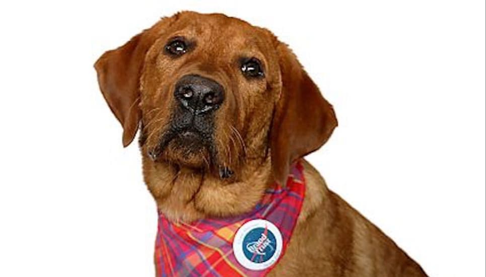 Unser Ambassador of Joy: Emmy, eine fox-red Labrador-Dame, die das Nürnberger Büro mit ihrem Charme verzaubert