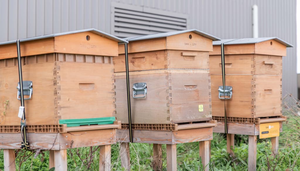 Trois ruches installées sur le toit du Campus pour favoriser la biodiversité