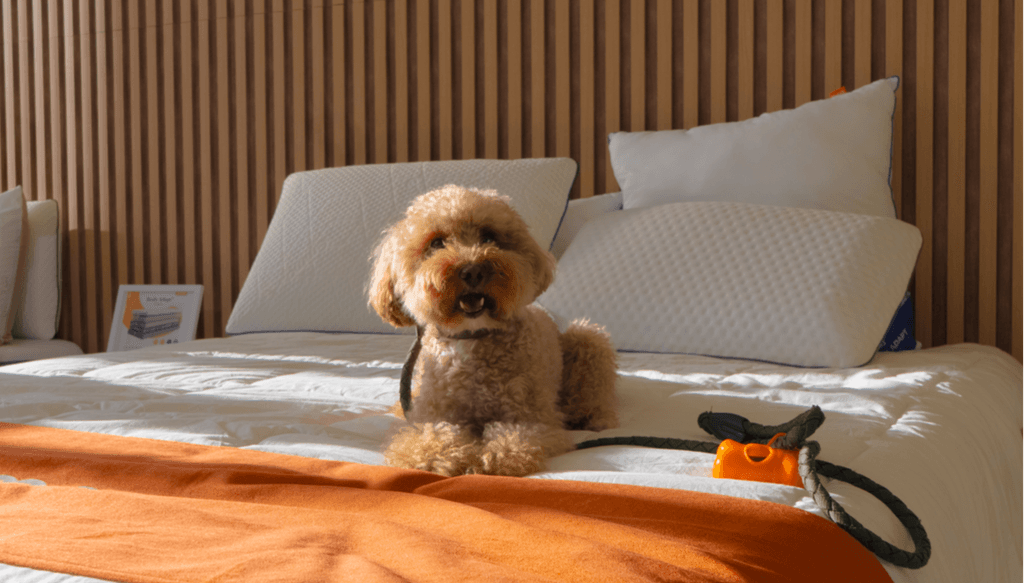 Thrive with our hybrid model and flexible working hours - plus enjoy the bonus of pet-friendly offices!
