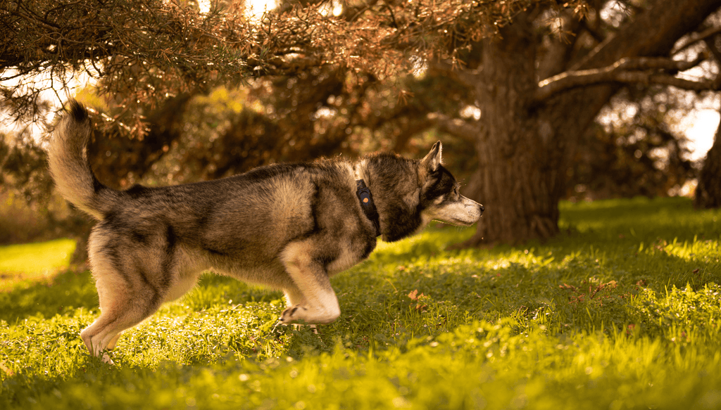 Chien avec Weenect