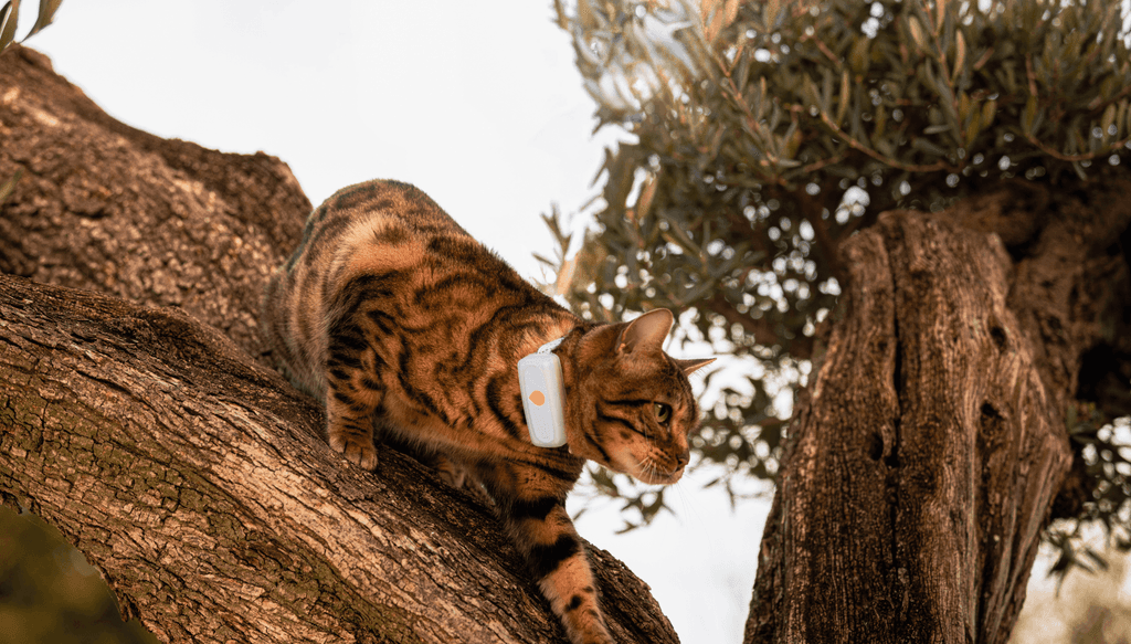 Chat dans un arbre avec Weenect