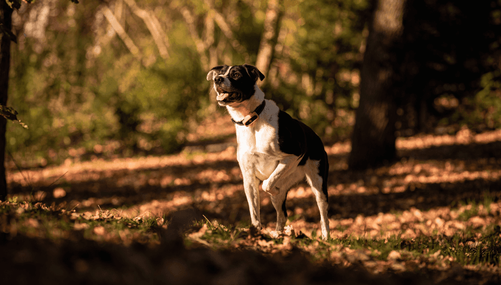 Chien avec Weenect