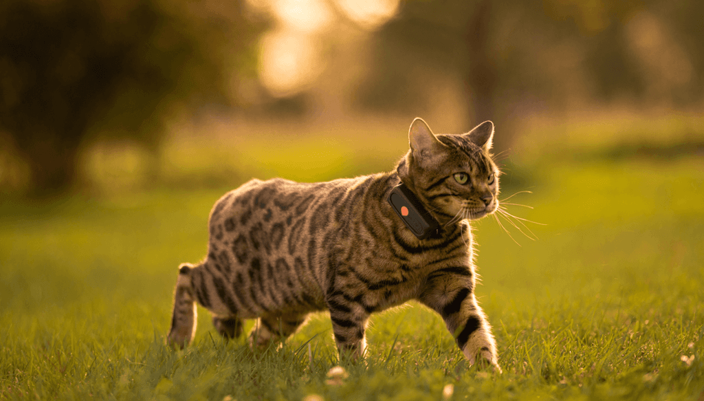 Chat avec Weenect