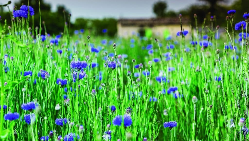 Inspirés par la Nature