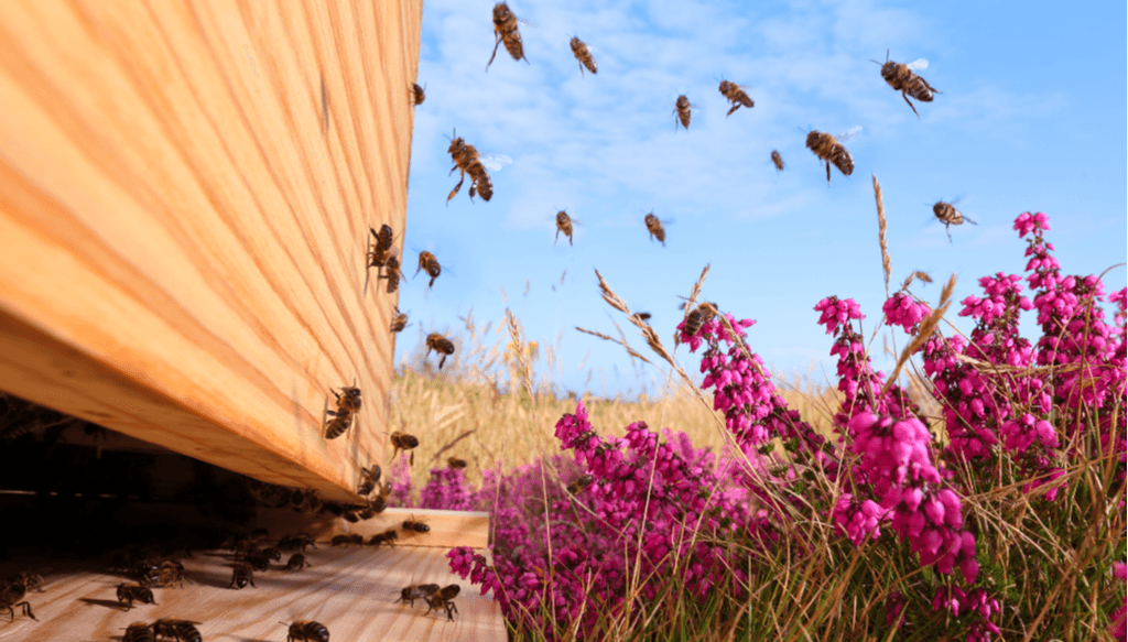 Depuis 1853, l'Abeille est l'emblème de la Maison. Sentinelle de l'environnement, gardienne de la biodiversité, essentielle à notre planète