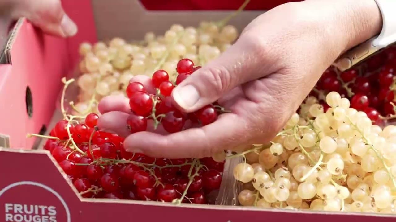 Image de prévisualisation de la vidéo